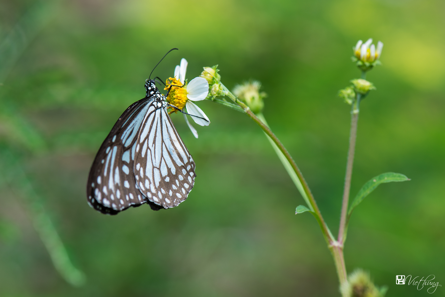 Parantica aglea - Glassy Tiger