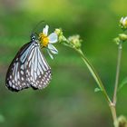 Parantica aglea - Glassy Tiger