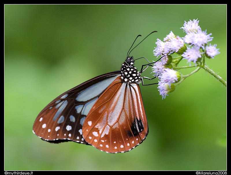 Parantica melaneus