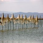 Parany a l'albufera