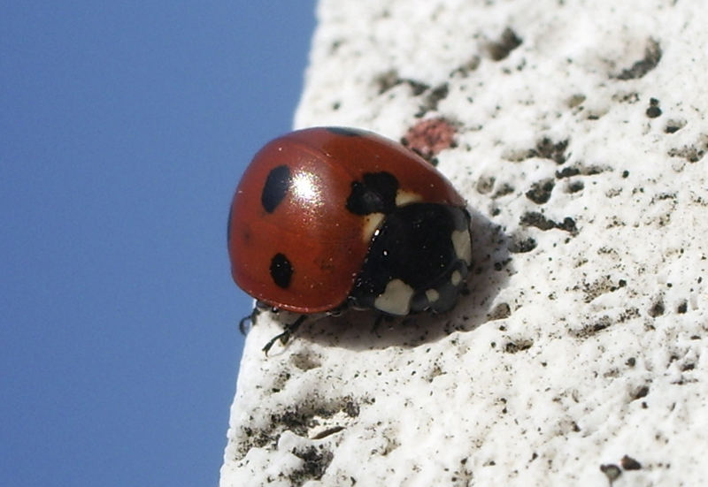 Parapendio