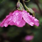 Parapluie