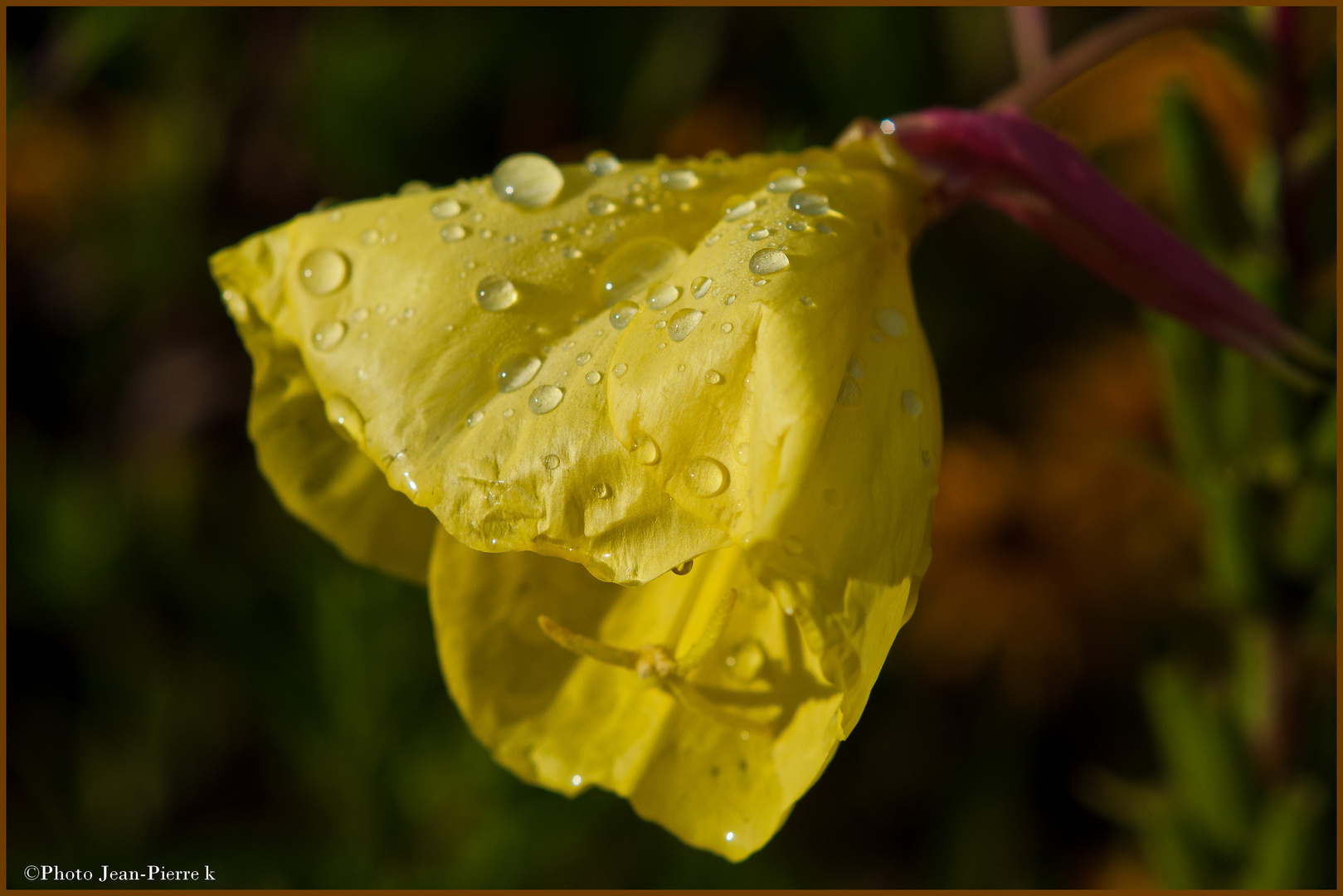 Parapluie et gouttes