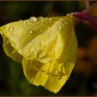 Parapluie et gouttes