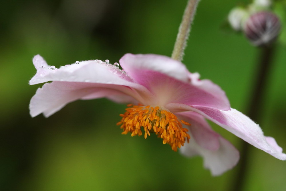 Parapluie