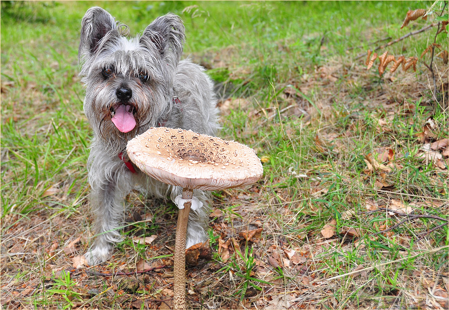 PARAPLUIE PILZ MIT HUND