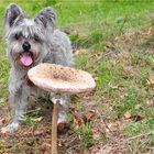 PARAPLUIE PILZ MIT HUND