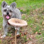 PARAPLUIE PILZ MIT HUND