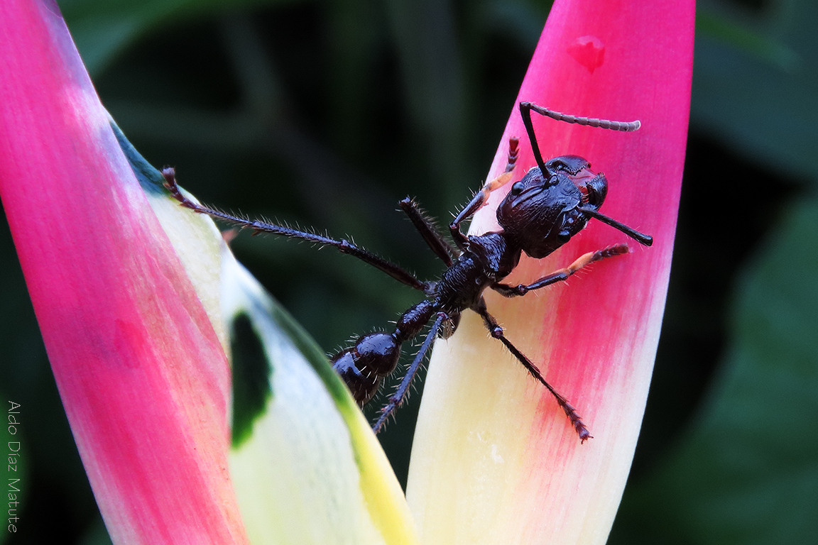 Paraponera clavata