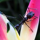 Paraponera clavata