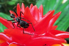 Paraponera clavata