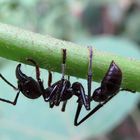 Paraponera clavata