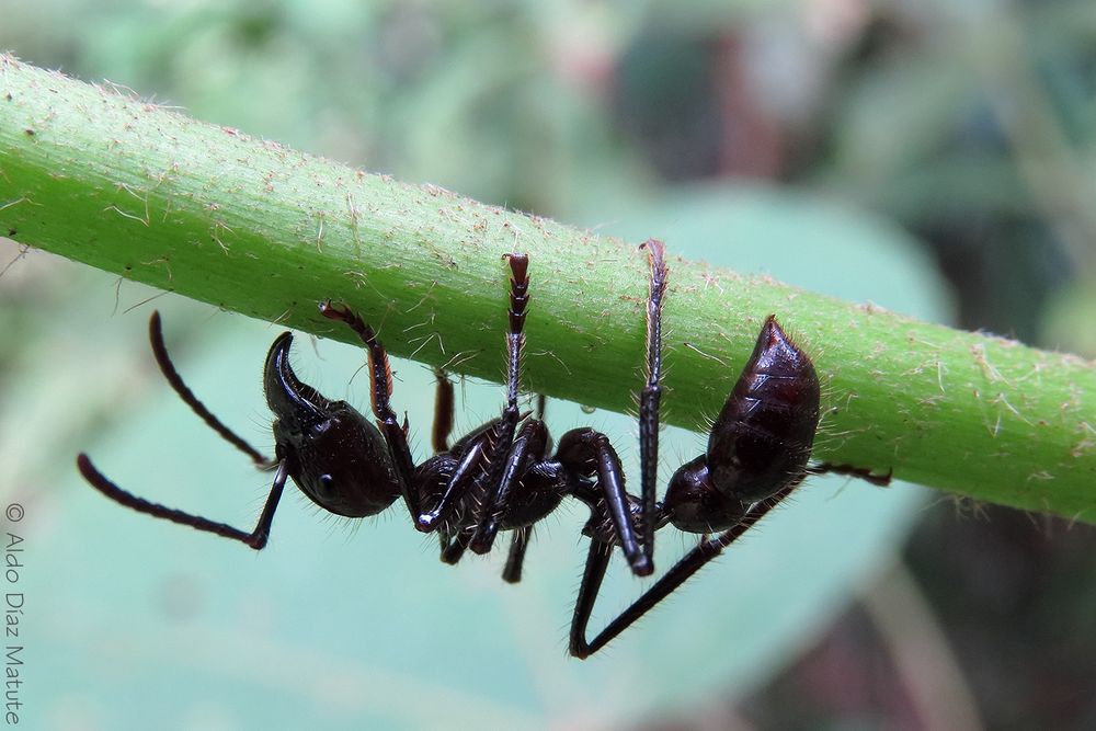 Paraponera clavata