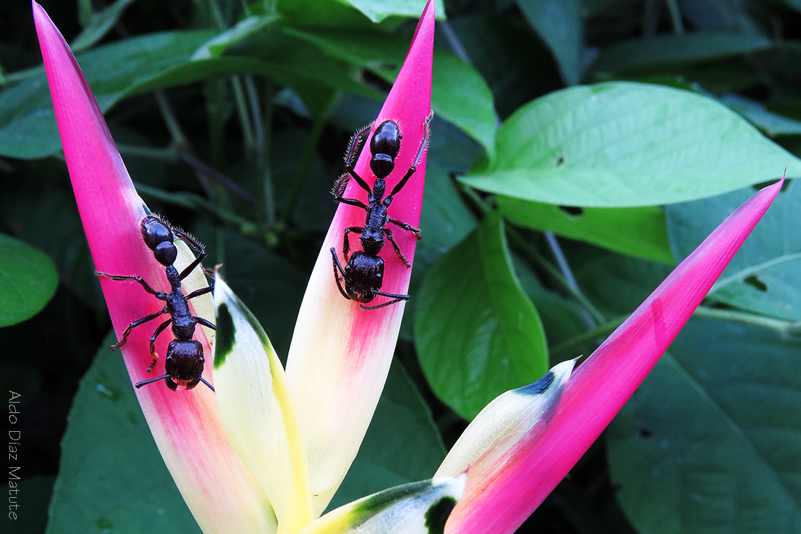 Paraponera clavata