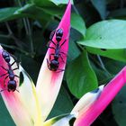 Paraponera clavata