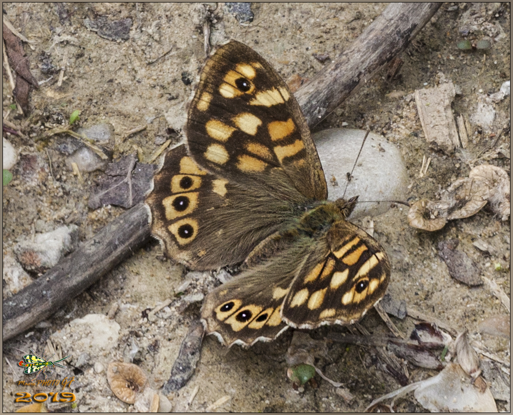 Pararge aegeria (Linnaeus, 1758)