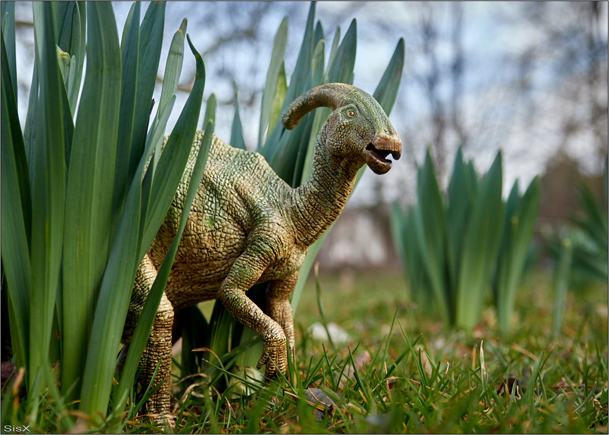 Parasaurolophus