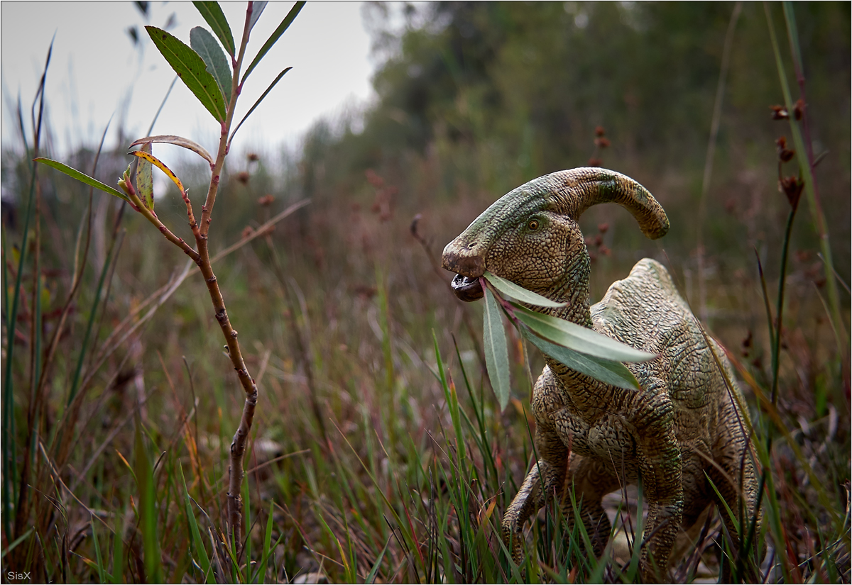 Parasaurolophus