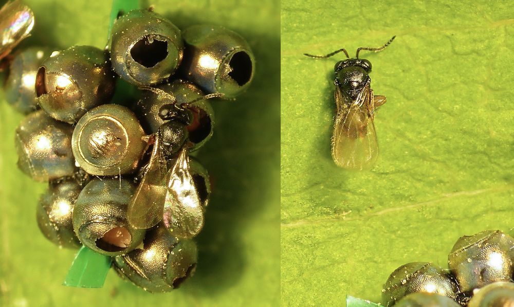 Parasitäre Wespen - aus Baumwanzeneiern geschlüpft
