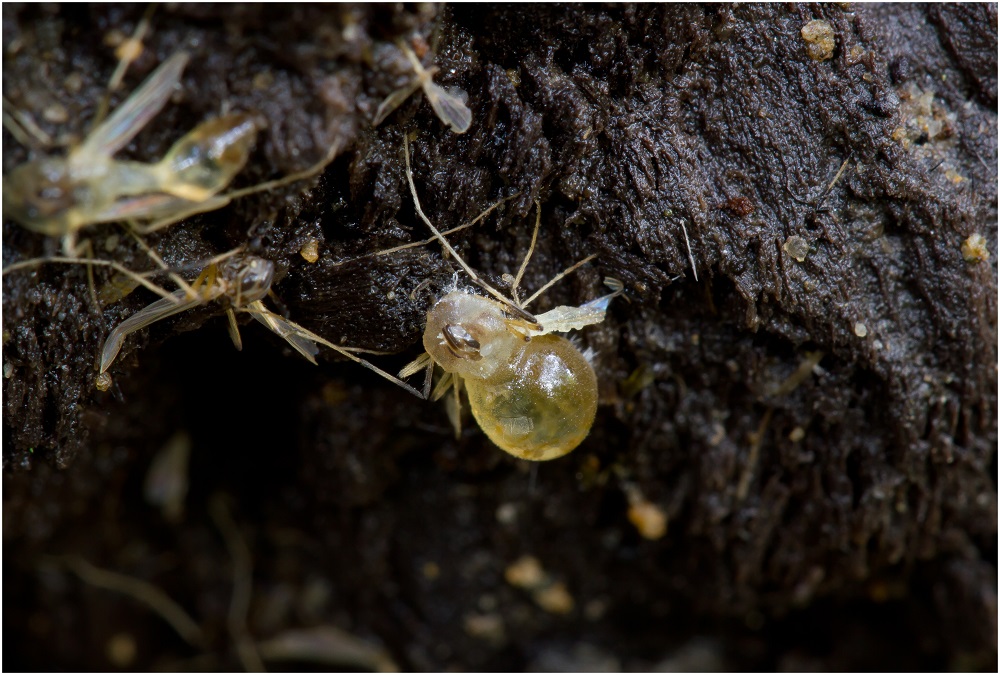 Parasitärer Pilz auf Mücke 2