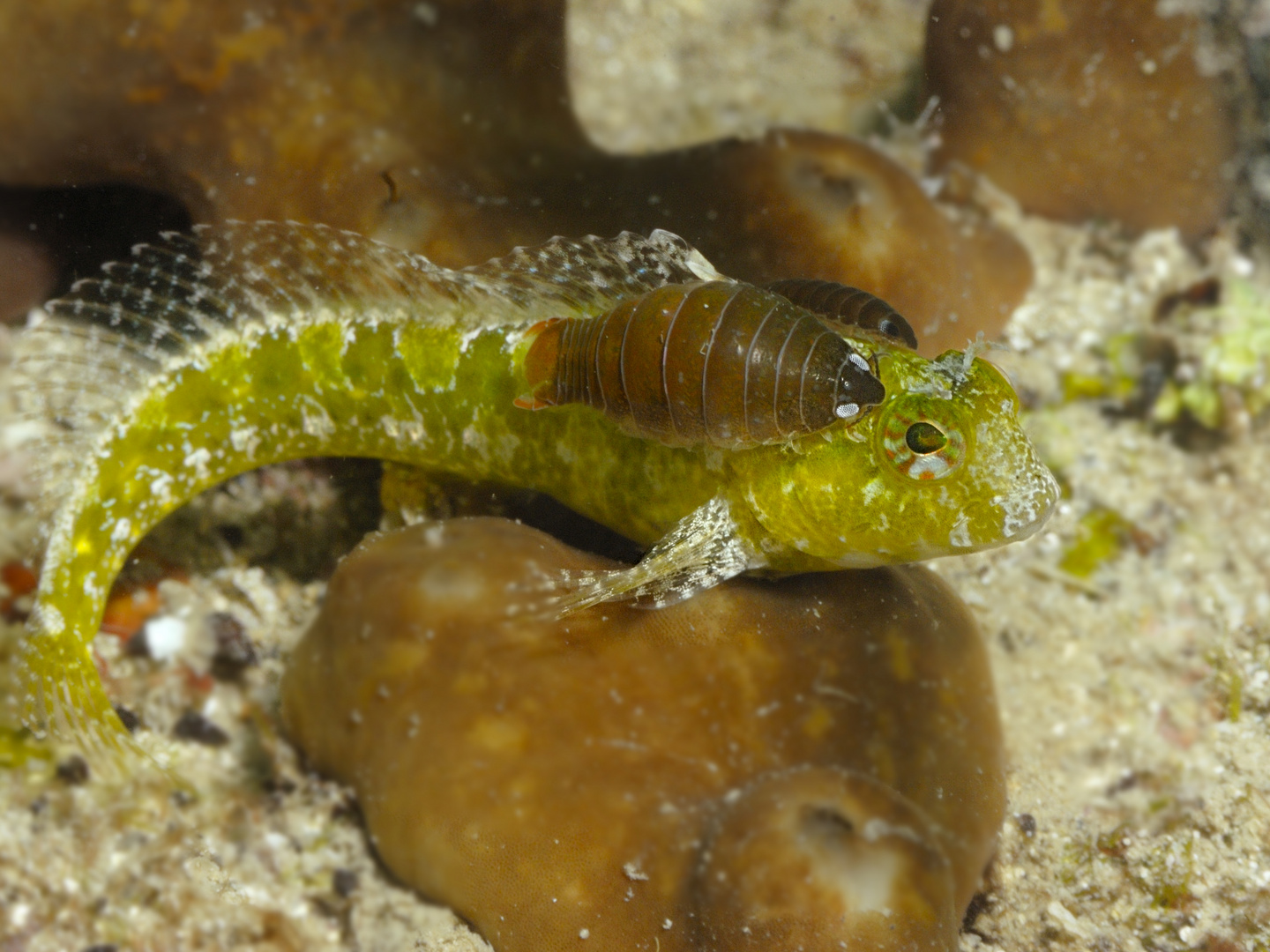 Protozoenparasiten Bei Fischen