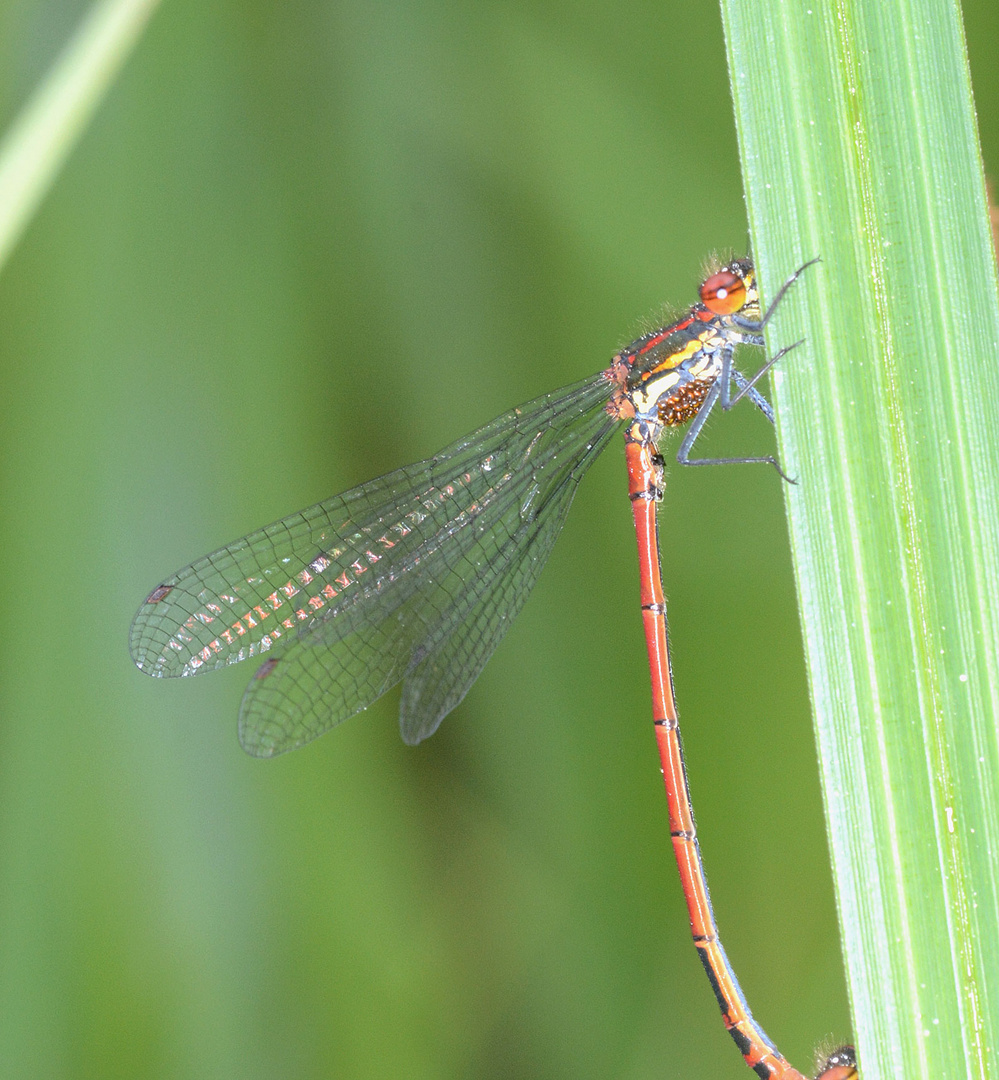 Parasiten am Brustkorb des Männchen