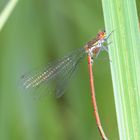 Parasiten am Brustkorb des Männchen