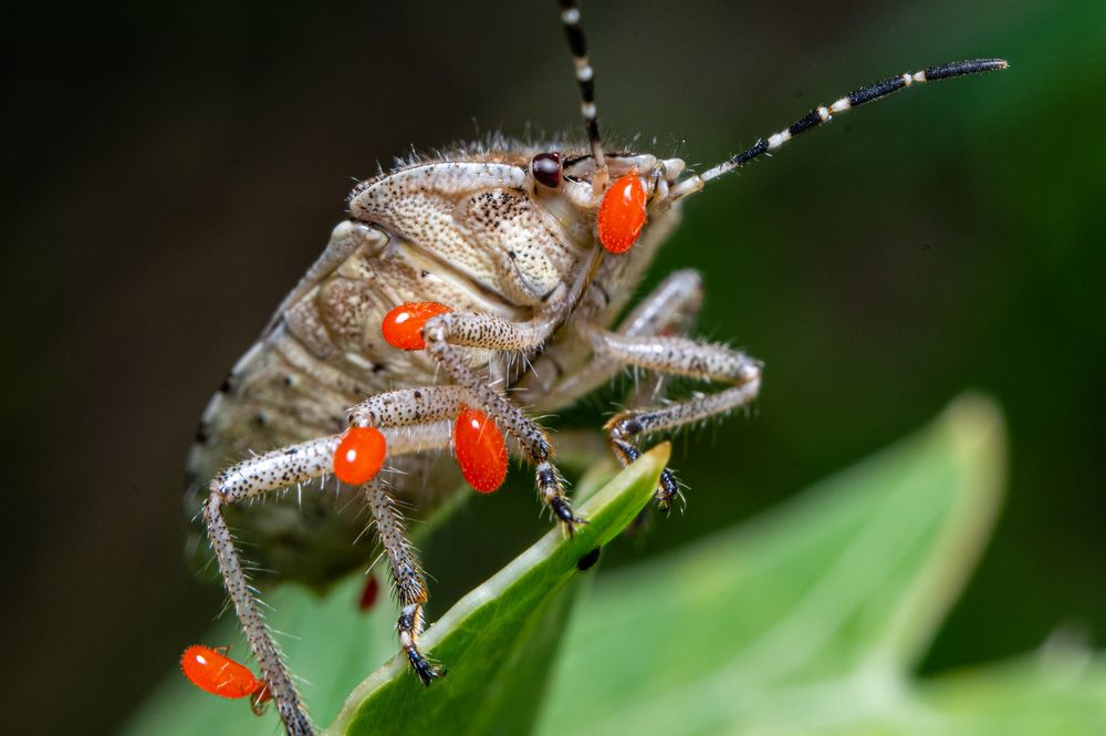 Parasiten oder blinde Passagiere? 1