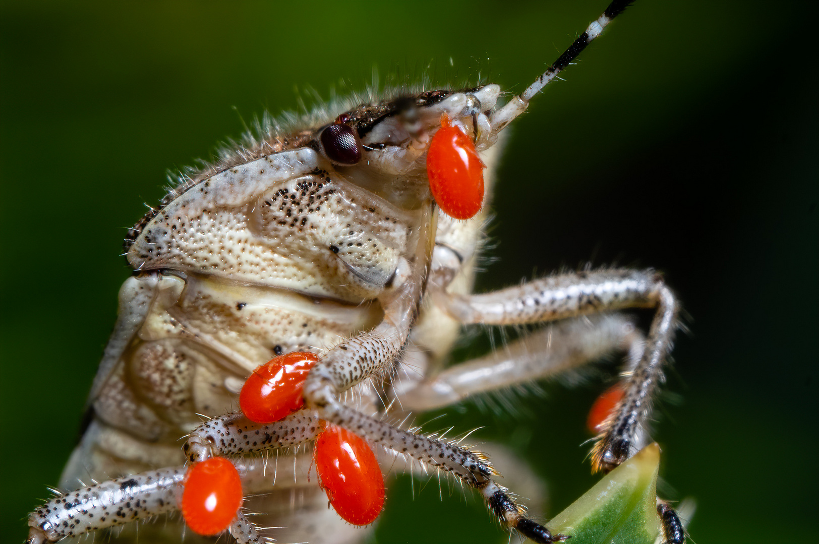 Parasiten oder blinde Passagiere? 2