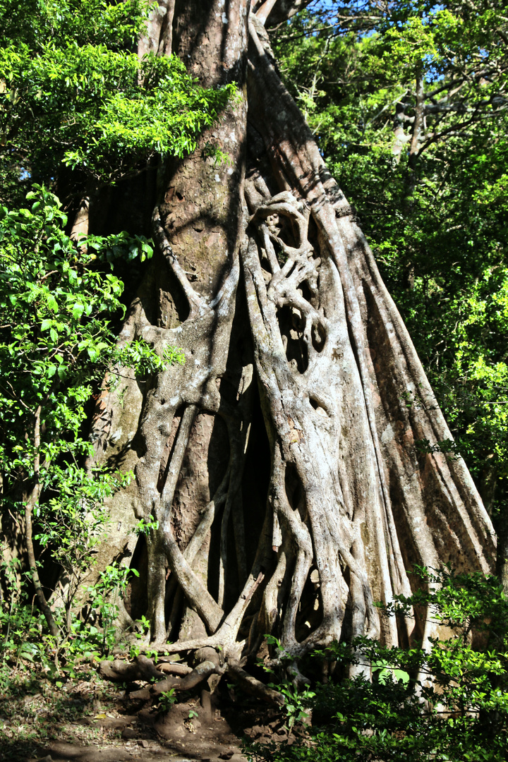 Parasitenbaum, Costa Rica