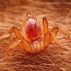 Parasitic fly on living bat