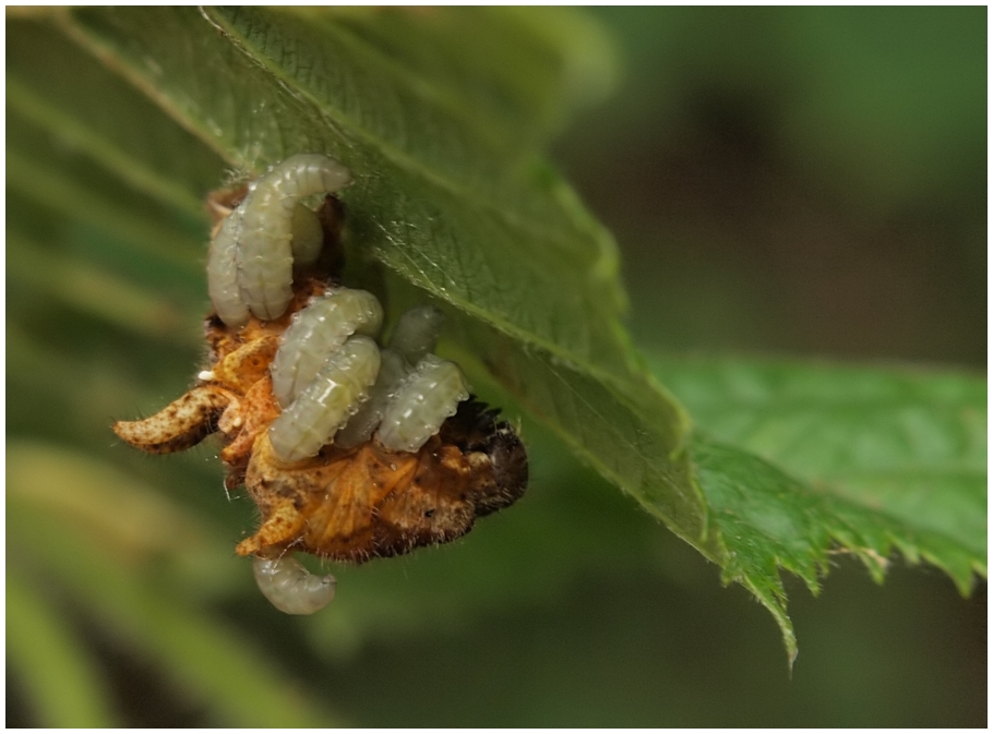 Parasitierte Raupe Foto & Bild raupen 2010, natur Bilder auf