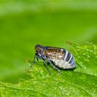 Parasitiertes Weibchen einer Spornzikade (Javesella dubia oder obscurella) . . .