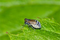 Parasitiertes Weibchen einer Spornzikade (Javesella dubia oder obscurella) . . .