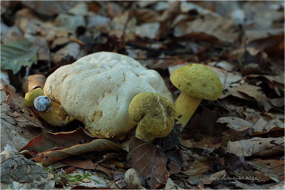 Parasitische Röhrling (Pseudoboletus parasiticus)