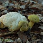 Parasitische Röhrling (Pseudoboletus parasiticus)