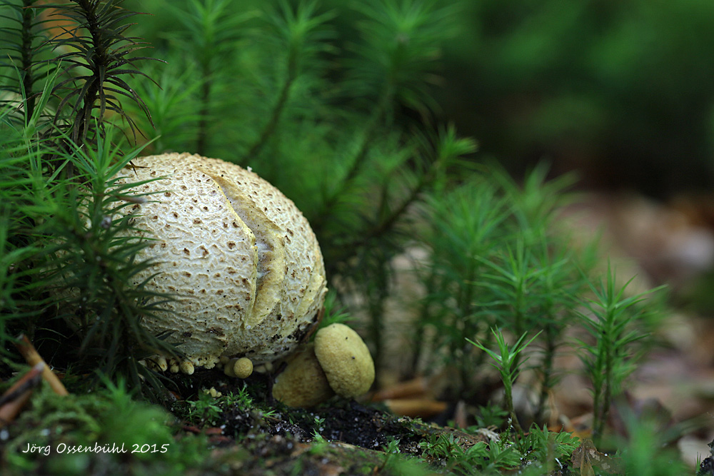 Parasitischer Röhrling (Pseudoboletus parasiticus)