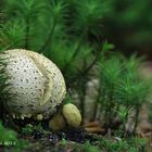 Parasitischer Röhrling (Pseudoboletus parasiticus)