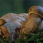 Parasitischer Röhrling - Pseudoboletus parasiticus