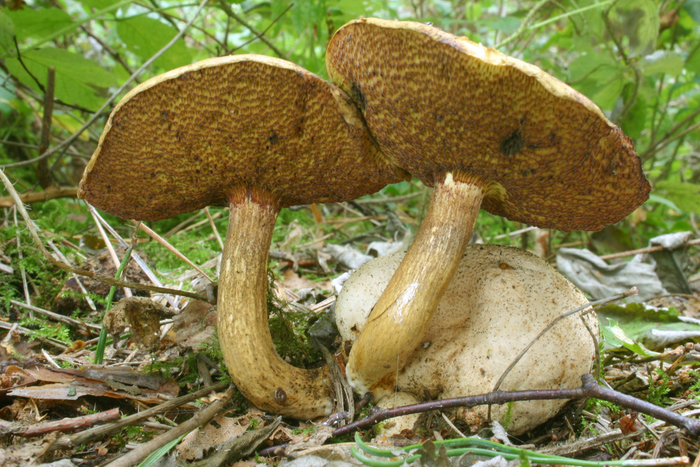 Parasitischer Röhrling (Xerocomus parasiticus) Foto & Bild ...