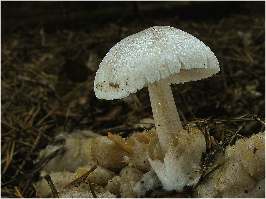 Parasitischer Scheidling (Volvariella surrecta) #2