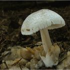 Parasitischer Scheidling (Volvariella surrecta) #2