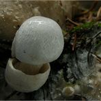 Parasitischer Scheidling (Volvariella surrecta)