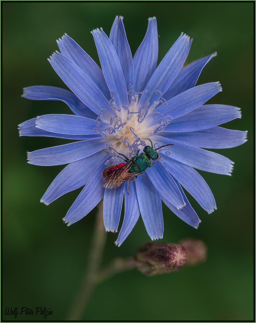 Parasitisches Juwel: Goldwespe Chrysis mediata