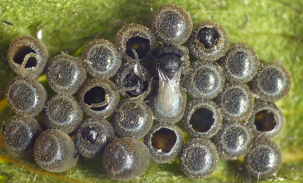 Parasitoid-Wespen beim "Schlupf" aus Beerenwanzen-Eiern