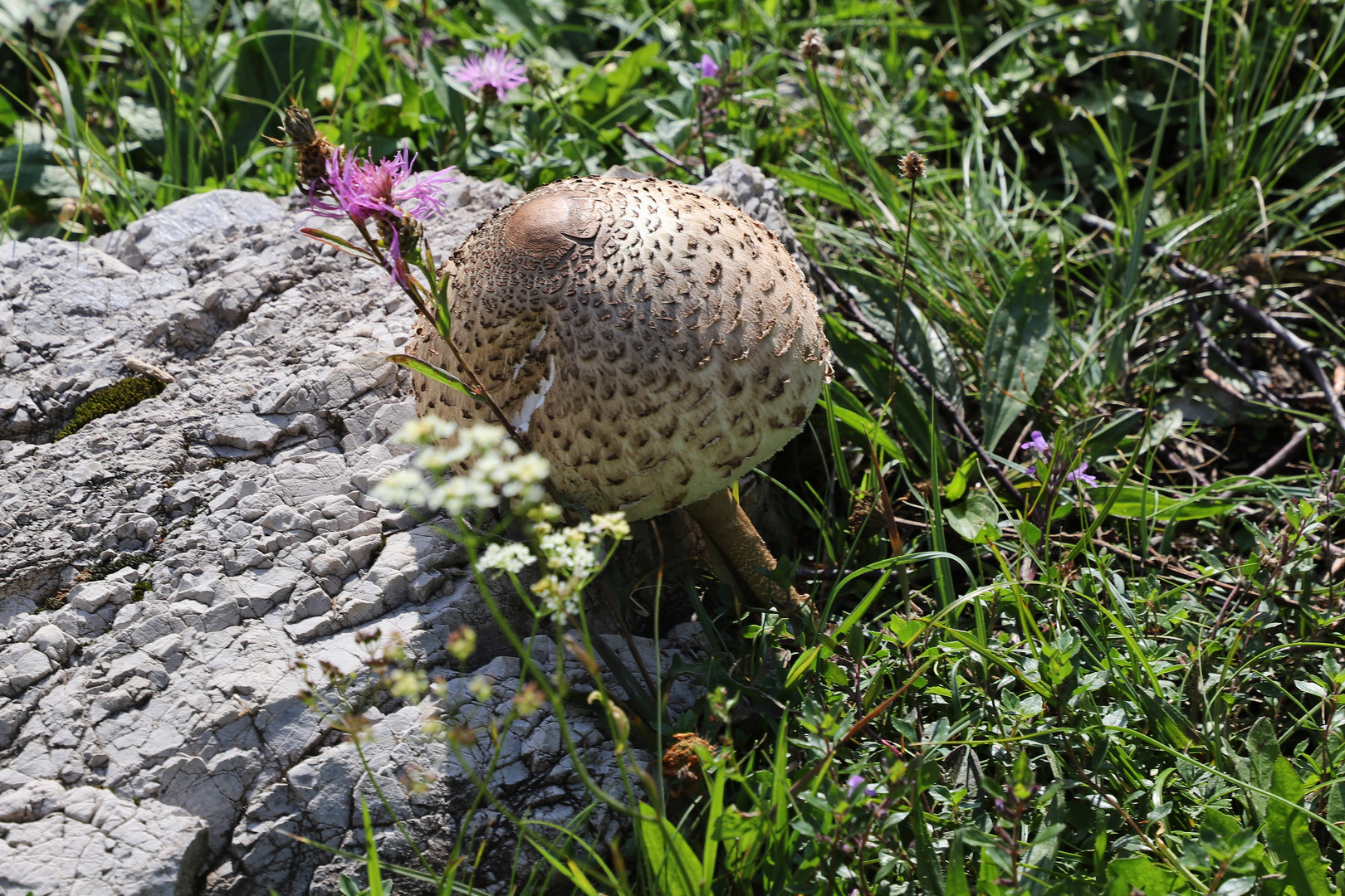 Parasol (2019_08_26_5664_ji)