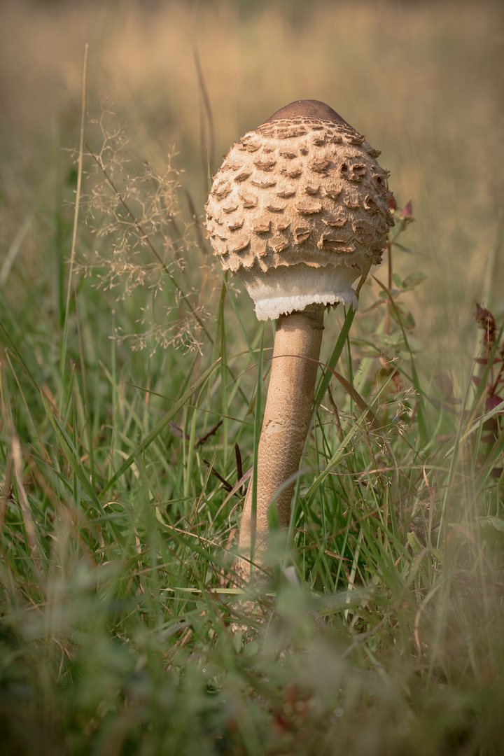 parasol