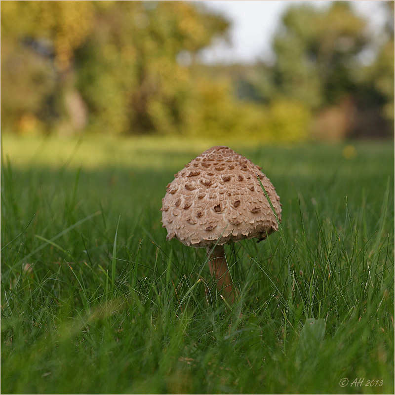 Parasol