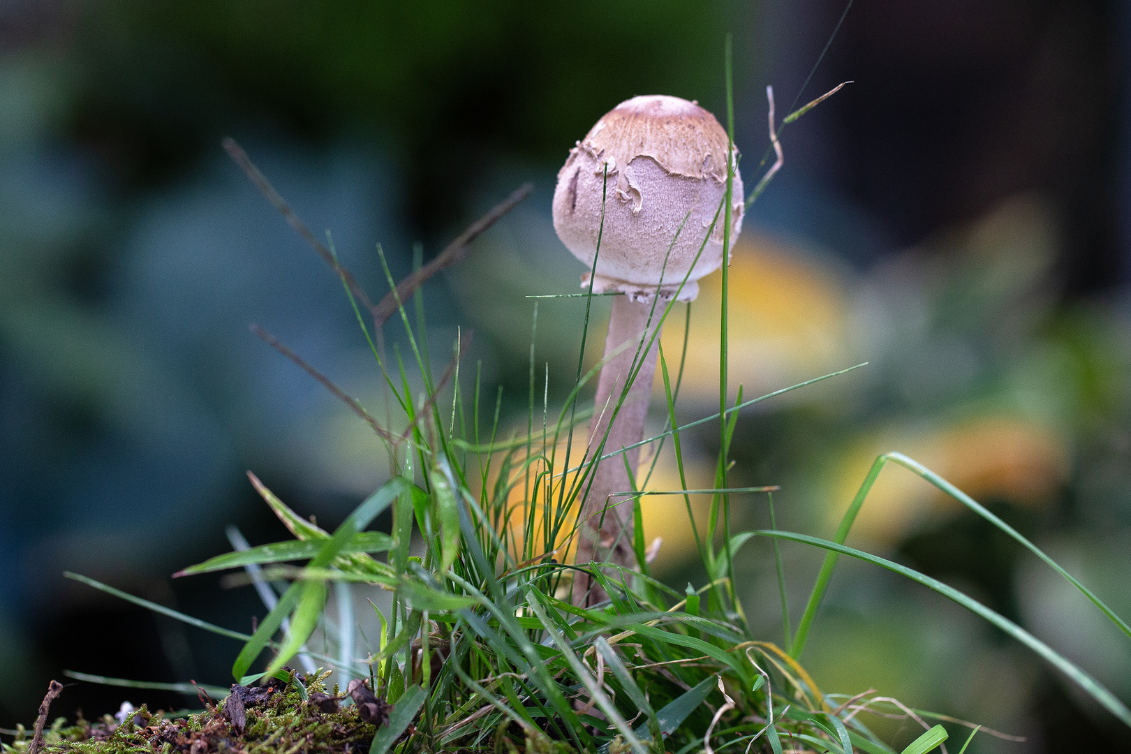 Parasol