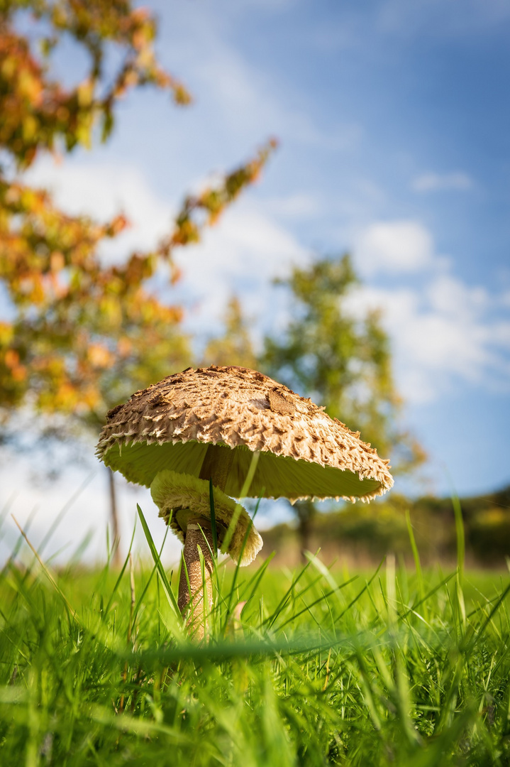 Parasol